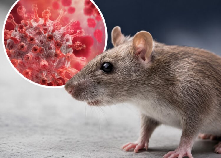 O hantavírus é uma doença rara transmitida principalmente pelo contato com fezes, urina ou saliva de roedores infectados. Imagem: Gerada por IA