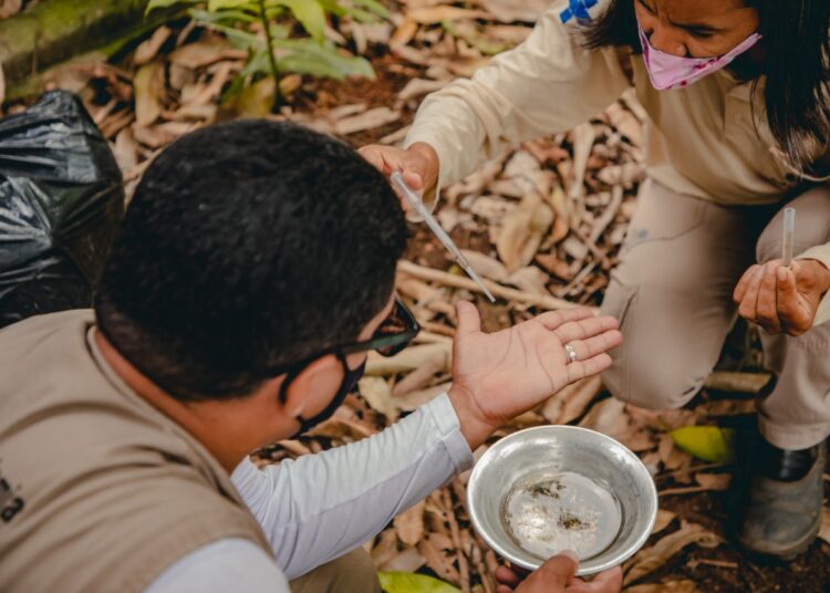 Município faz a sua parte, mas a população precisa redobrar cuidados com mosquito. Foto: Paulo de Tarso