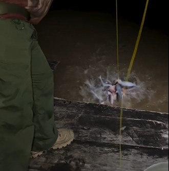 O peixe registrado no vídeo é o candiru-açu, espécie encontrada em rios de águas escuras da Amazônia. Imagem: Captura de Tela