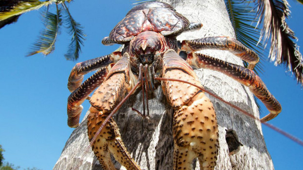 Caranguejo-dos-coqueiros (Birgus latro). Imagem: Reprodução