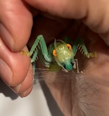 Grilo-tecelão. Imagem: Captura de Tela