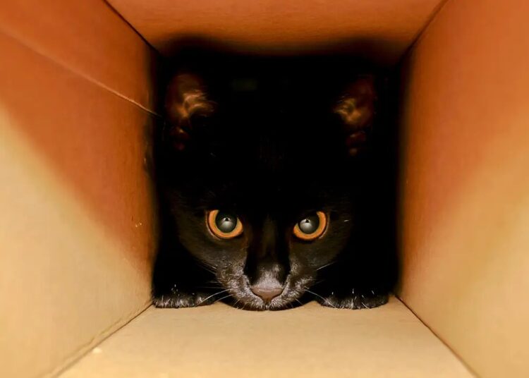 Imagem: Sven Puth / EyeEm/Getty Images