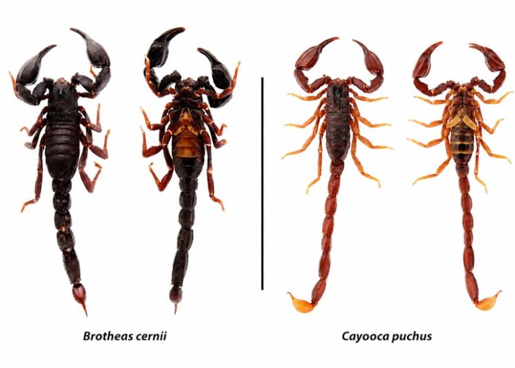 Da esquerda para a direita: exemplares de escorpiões amazônicos; o segundo é da espécie Brotheas cernii e o quarto, Cayooca puchus, ambas recentemente identificadas pela ciência em Mucajaí, Roraima.