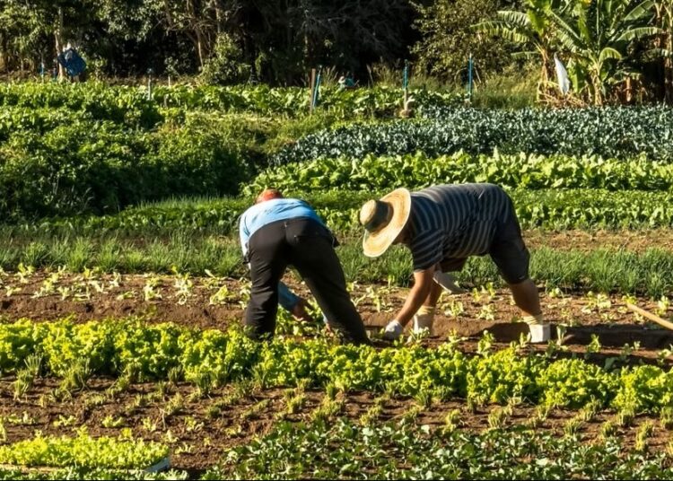 A maior demanda por mão de obra no campo concentra-se tradicionalmente nos meses de maio e junho. Imagem: Reprodução