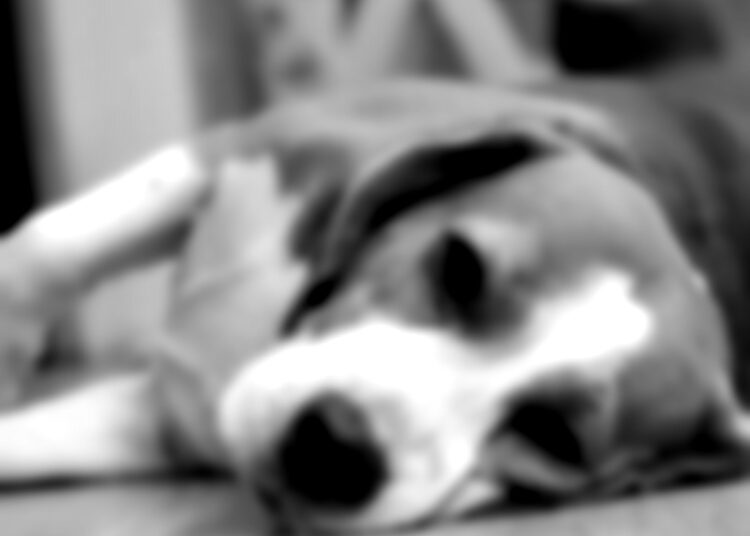 Imagem de Cão- ILustrativa