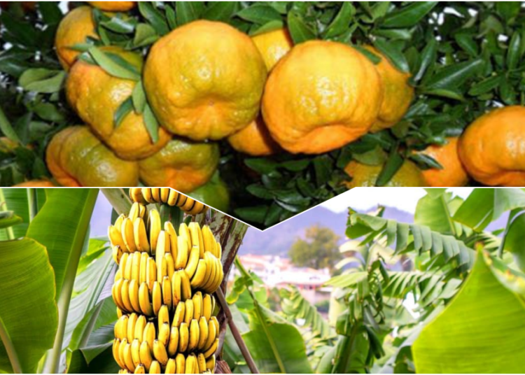 Produção de Banana e Tangerina- Imagem Ilustrativa