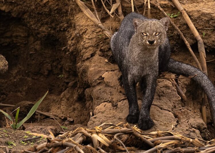 Jaguarundi, também conhecido como gato-mourisco, foi fotografado pelo fotógrafo de vida selvagem Andrés Novales. Foto: @andresnovales_wildlife/ICMBio