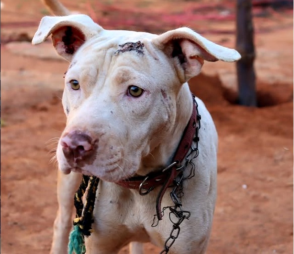 Cachorro sofre maus tratos- Imagem- Polícia Civil
