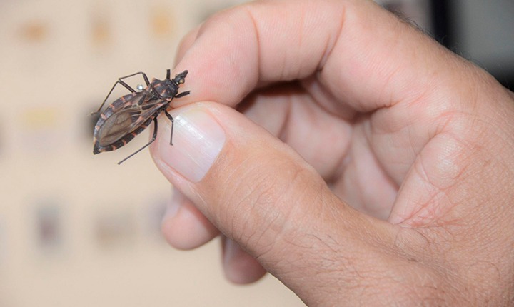 Barbeiro, inseto transmissor da doença de chagas. (Foto: Reprodução)